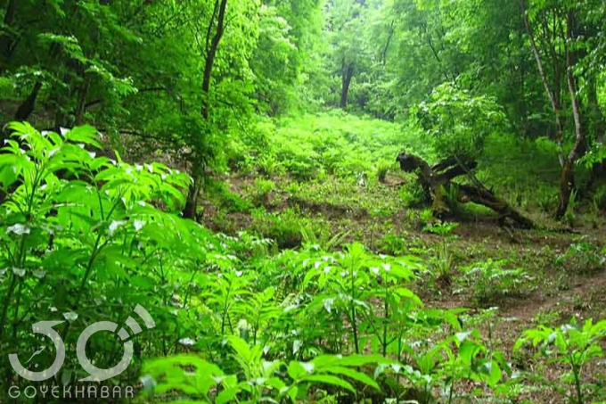جنگل‌های هیرکانی